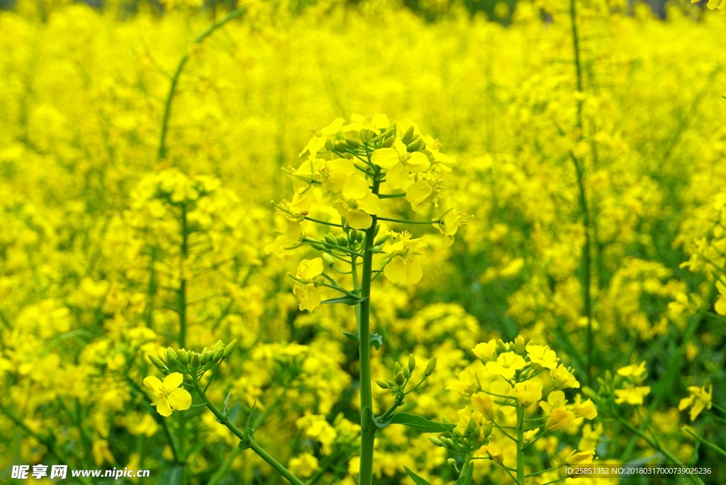 春暖花开