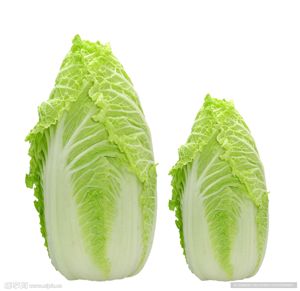 白菜