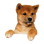 狗