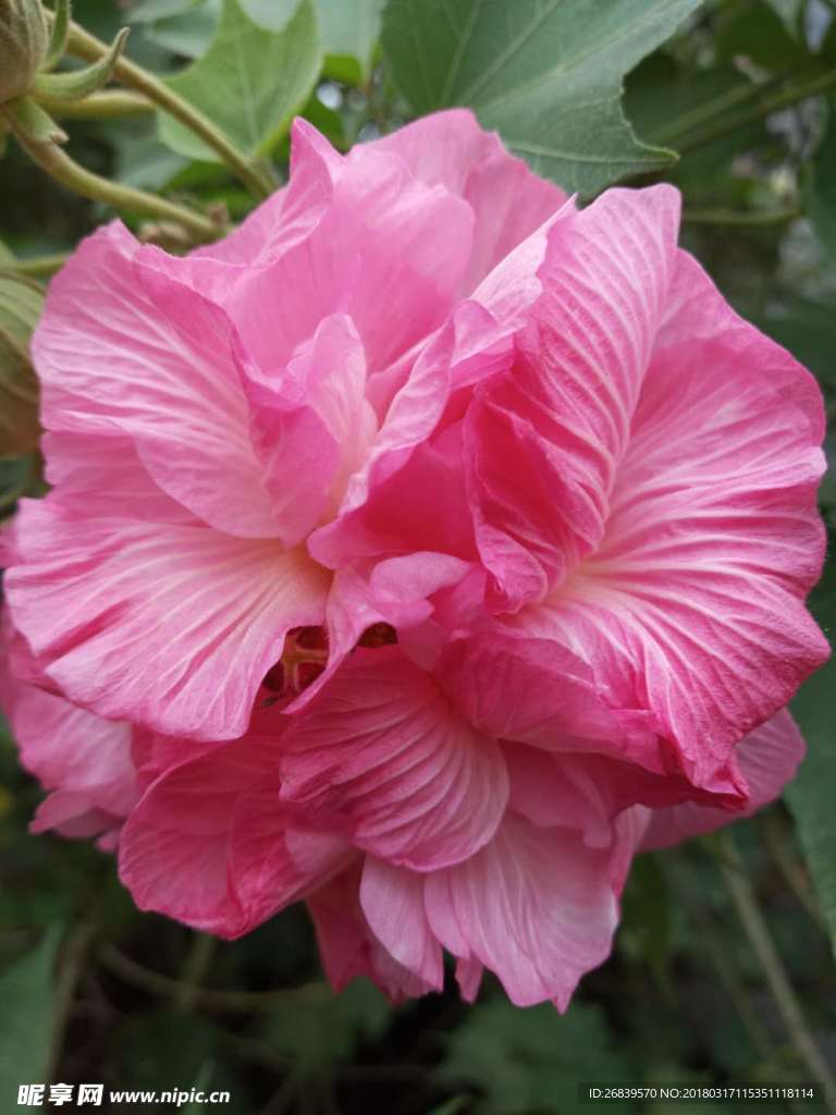 芙蓉花