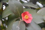 耐冬花