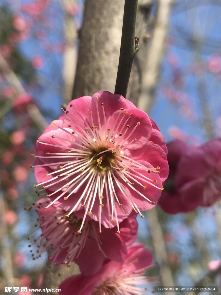 梅花