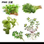 马齿苋免扣素材元素