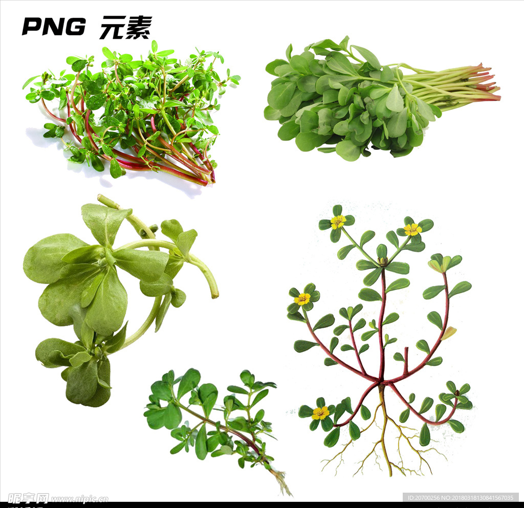 马齿苋免扣素材元素