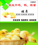 批发鸡苗名片