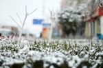大雪下的树木
