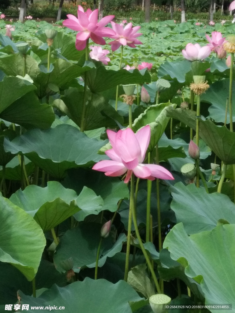 荷花