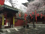 普救寺梨花深院