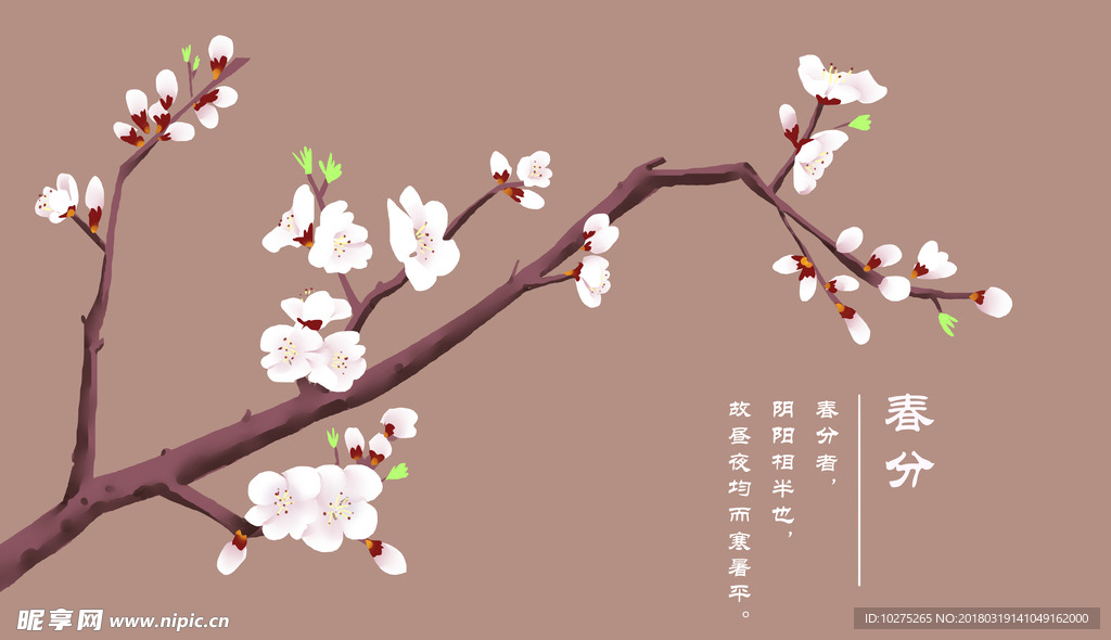 春分杏花插画