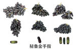 澳洲金手指