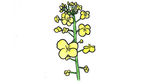 素描手绘春天的油菜花