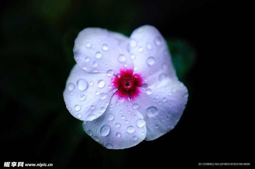露珠花朵