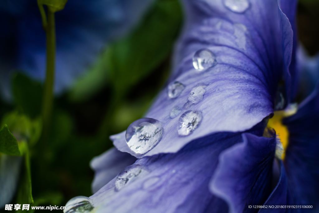 露珠花朵