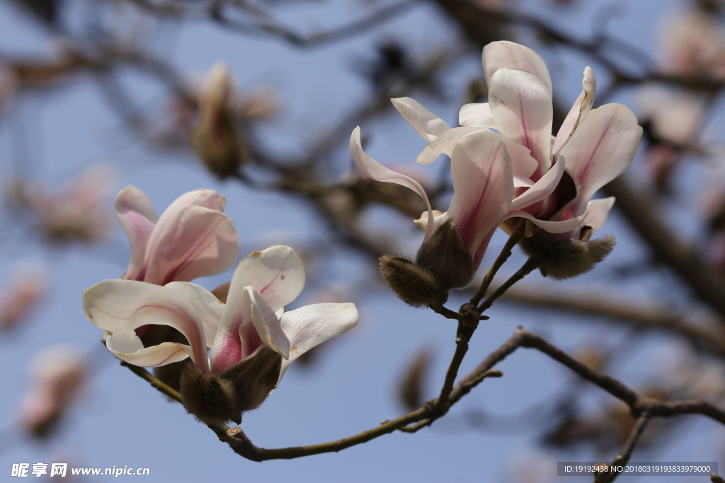 玉兰花