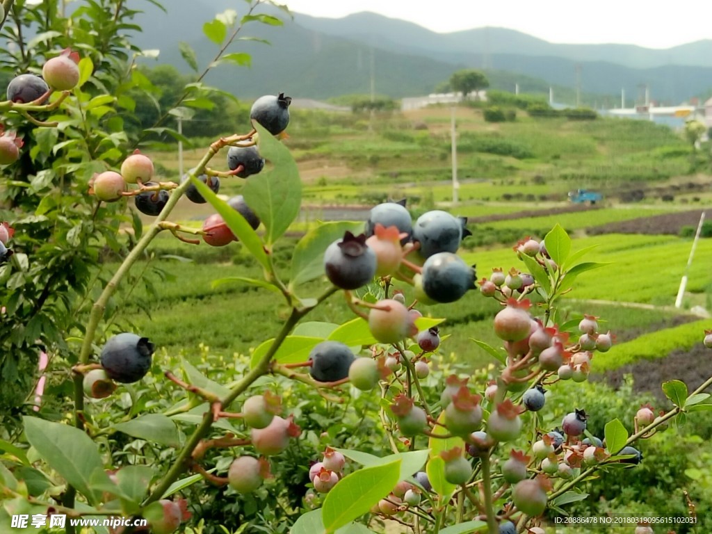 蓝梅摄影图__水果_生物世界_摄影图库_昵图网nipic.com