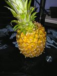 菠萝