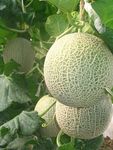 甜瓜