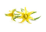番茄花