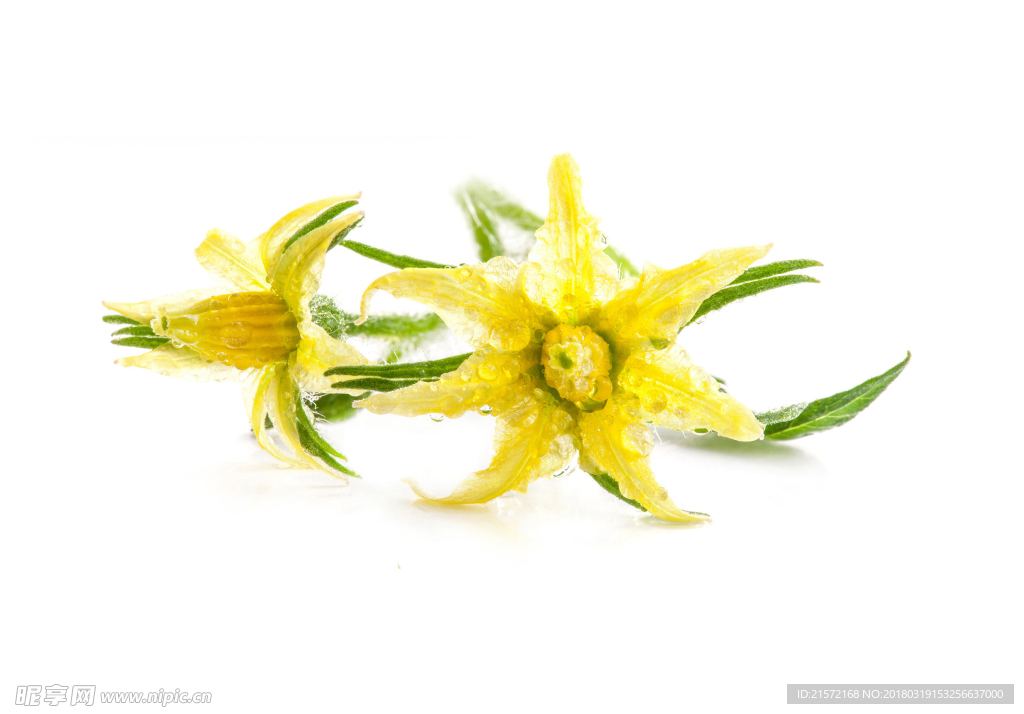 番茄花