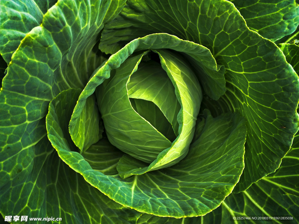 菜心