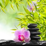 中式禅意植物画