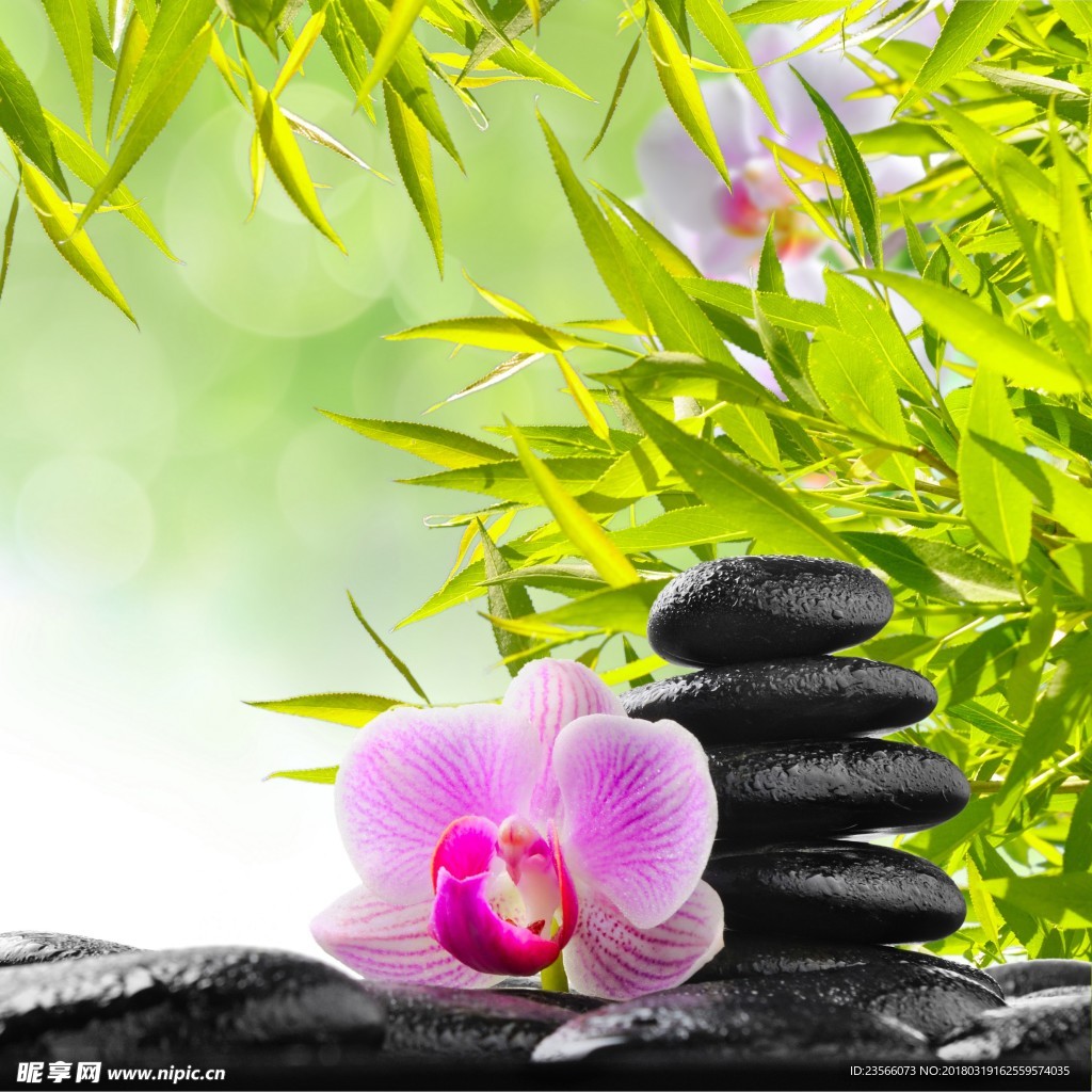 中式禅意植物画