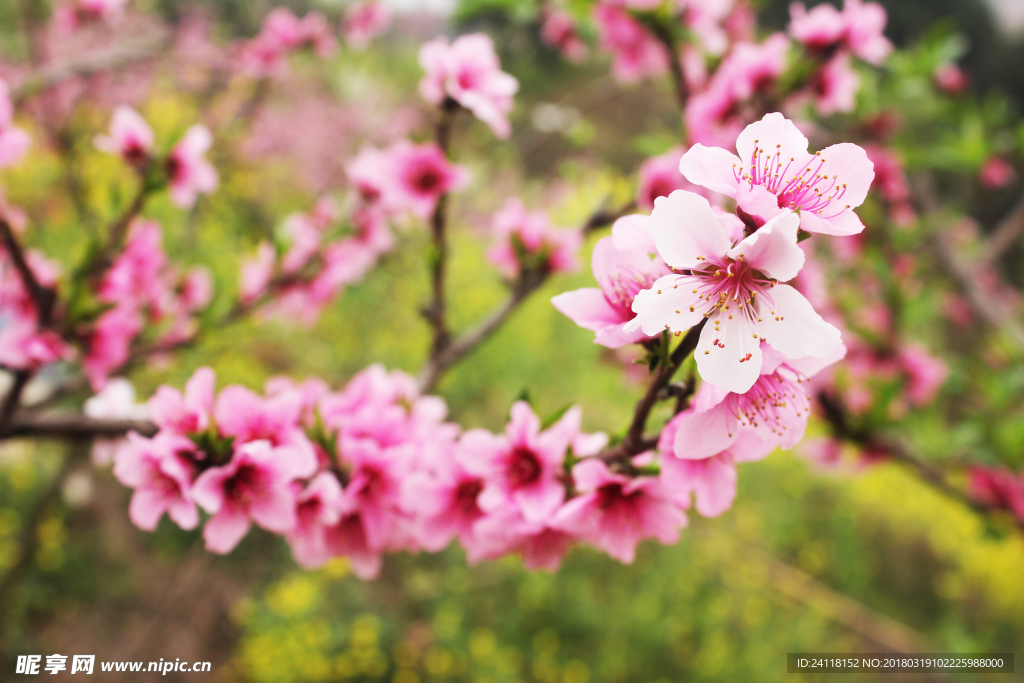 桃花