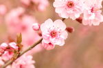 粉色梅花