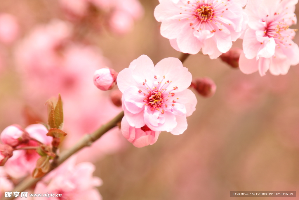 粉色梅花