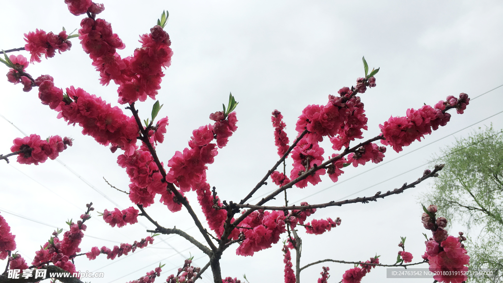 桃花 故里