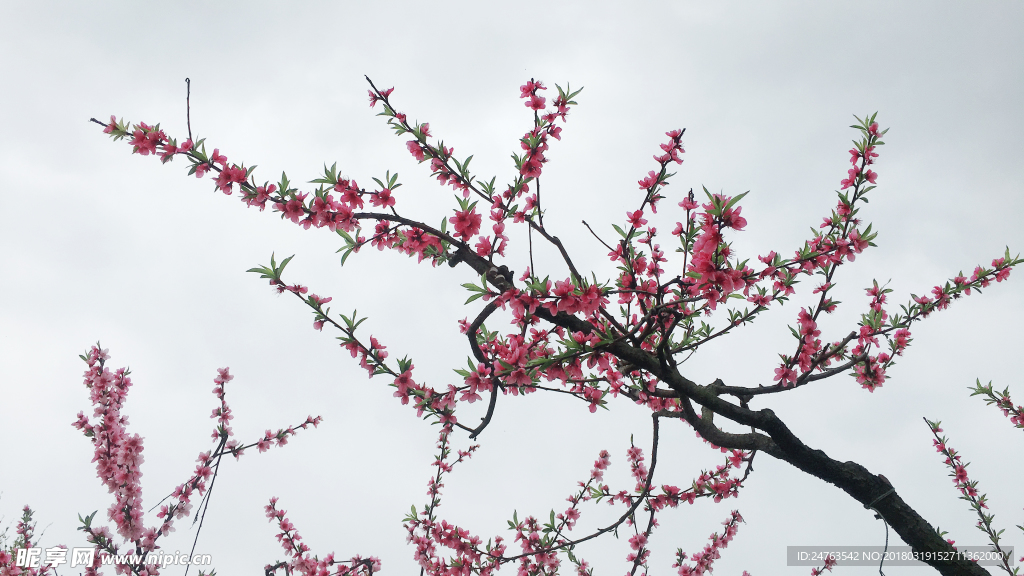 桃花 故里