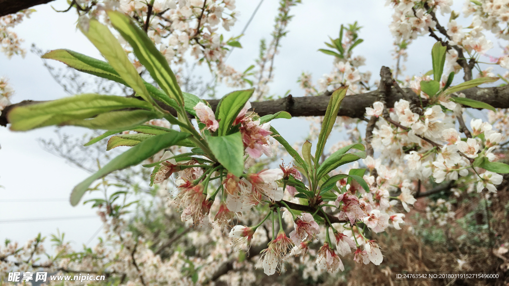 梨花 梨树
