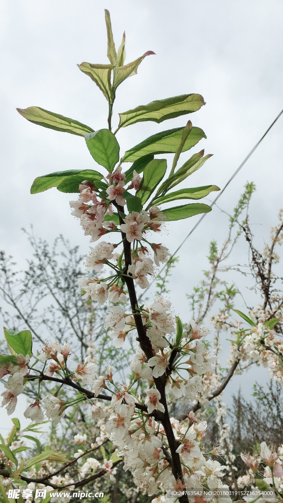 梨花 梨树
