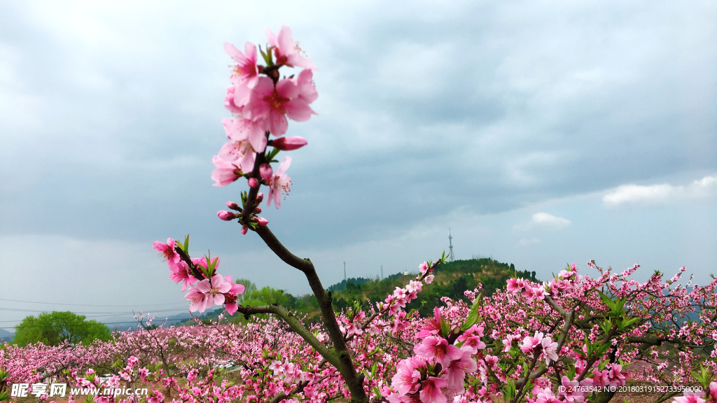 桃花 故里