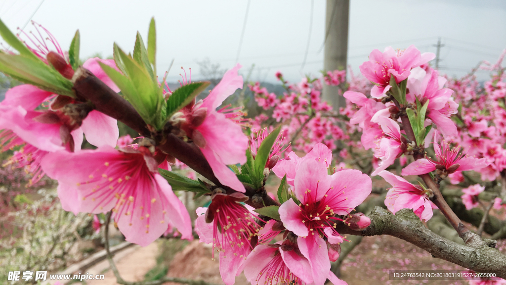 桃花 桃树