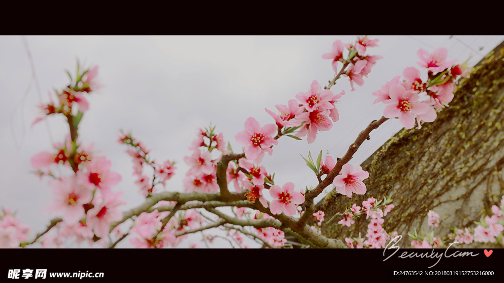 桃花