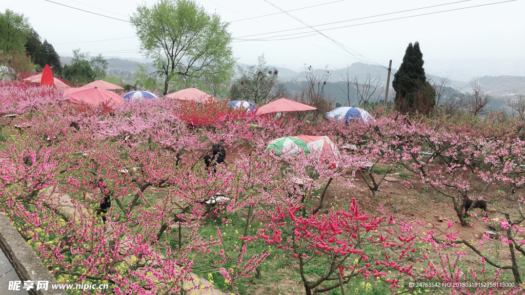 桃花
