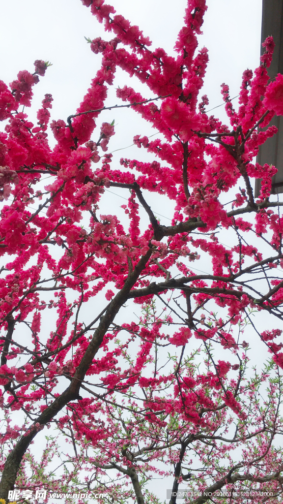 桃花