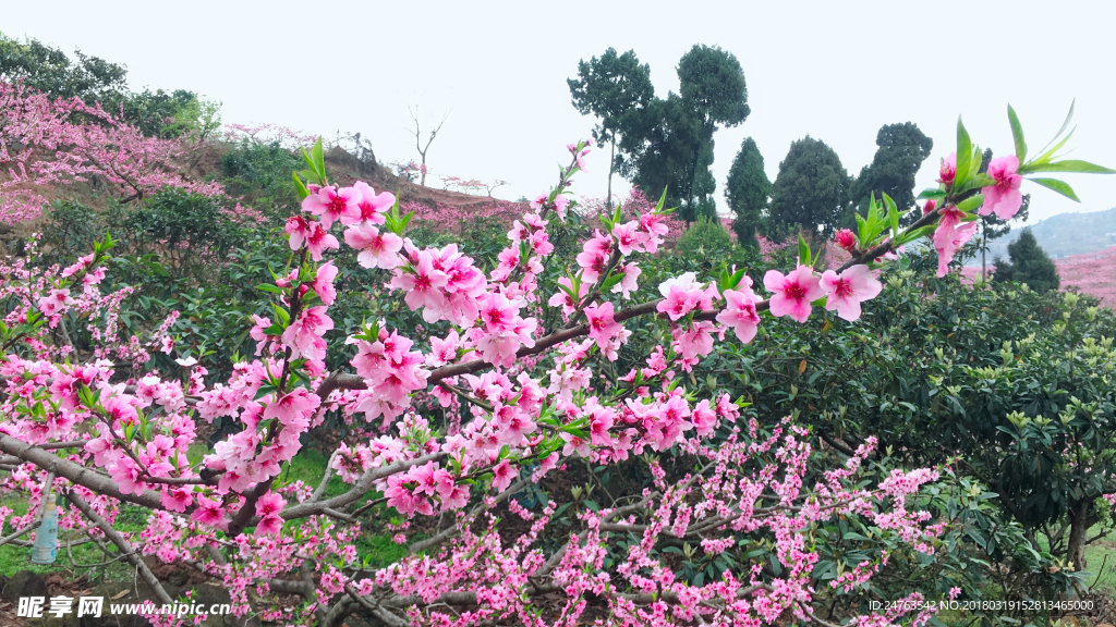 桃花故里桃花