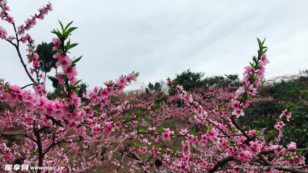 桃花
