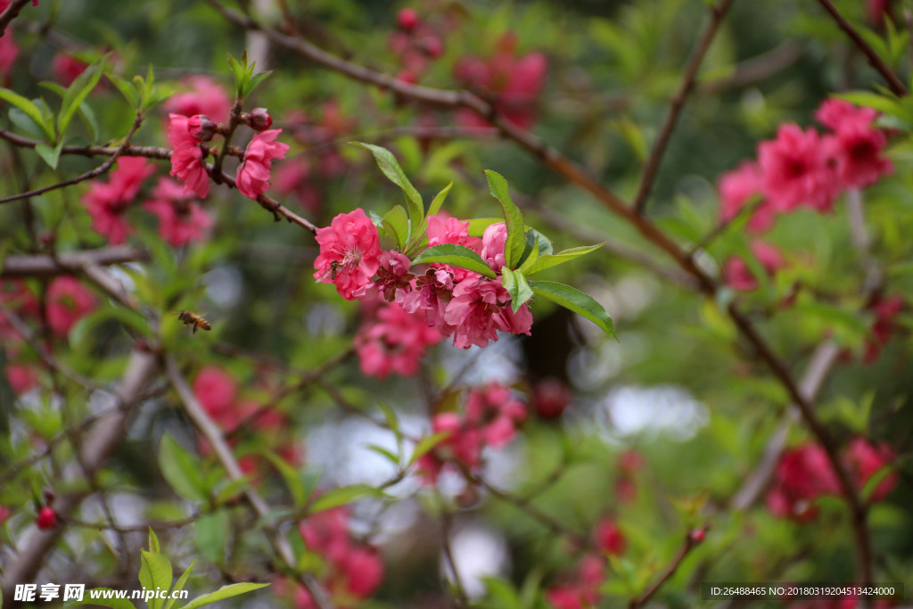 满树桃花红