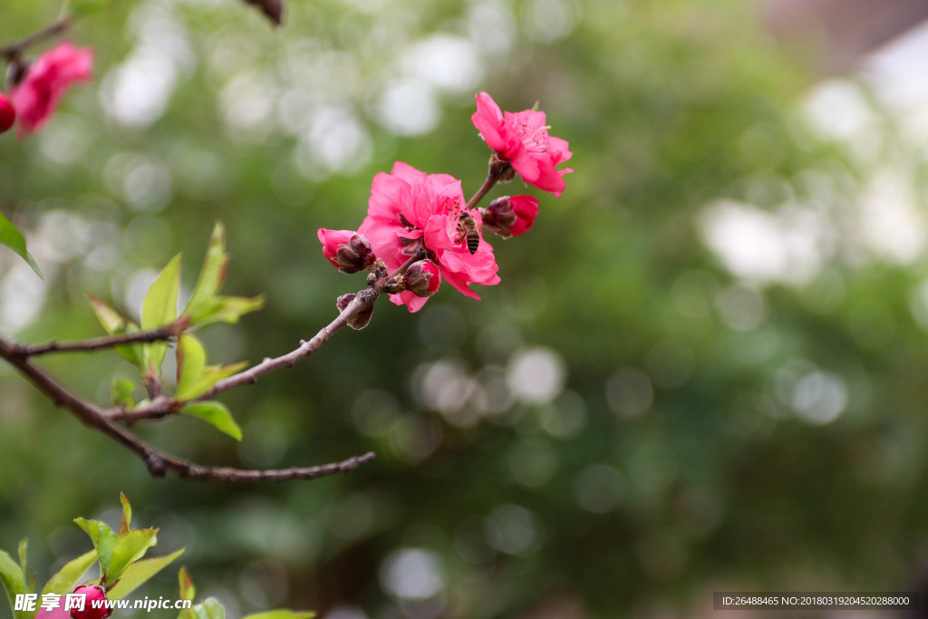 桃花与蜜蜂