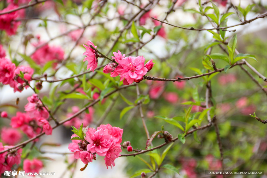 桃花红