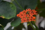 佛肚树花