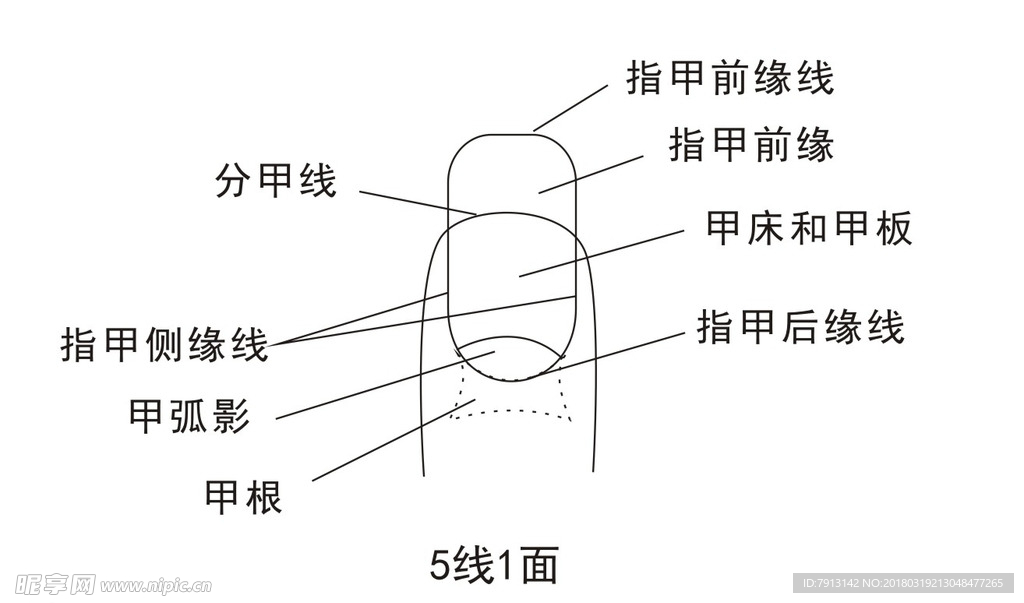 指甲平面生理结构图