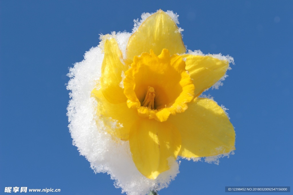 水仙花