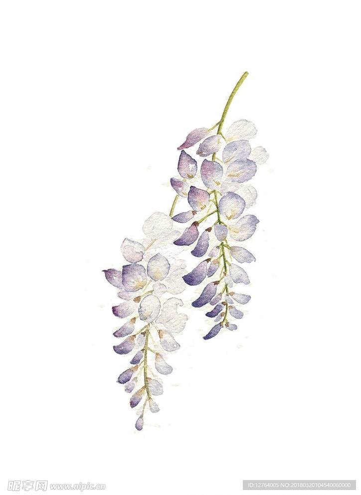 丁香花