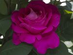 月季花