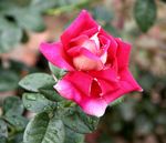 月季花