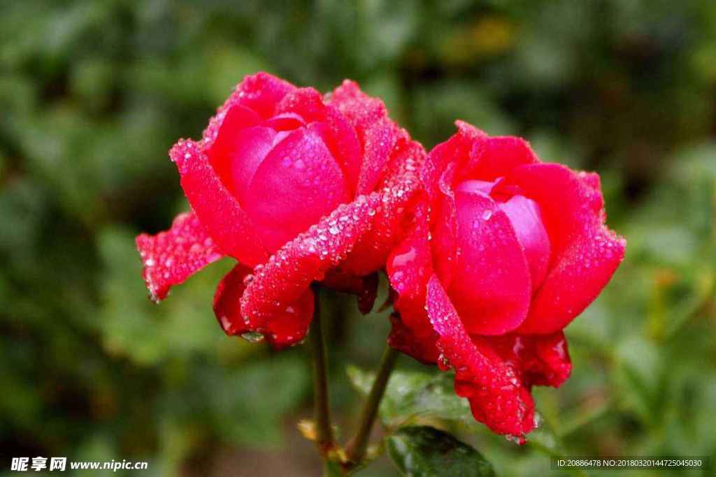 月季花
